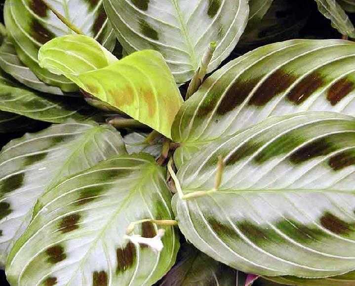 Foto: Maranta