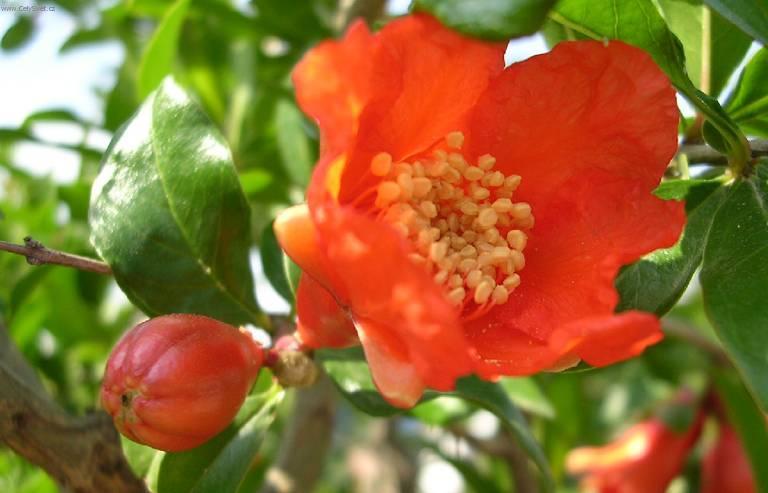 Foto: Marhan�k, gran�tovn�k obecn�