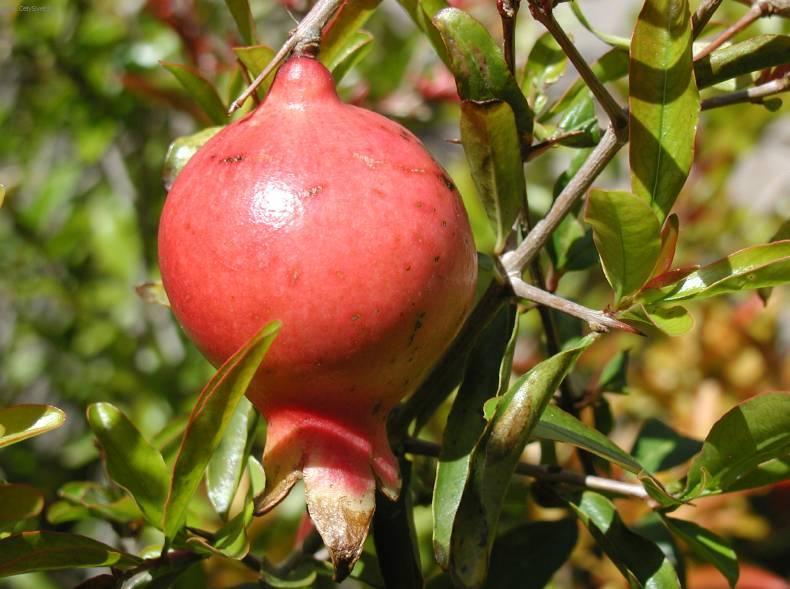 Foto: Marhan�k, gran�tovn�k obecn�