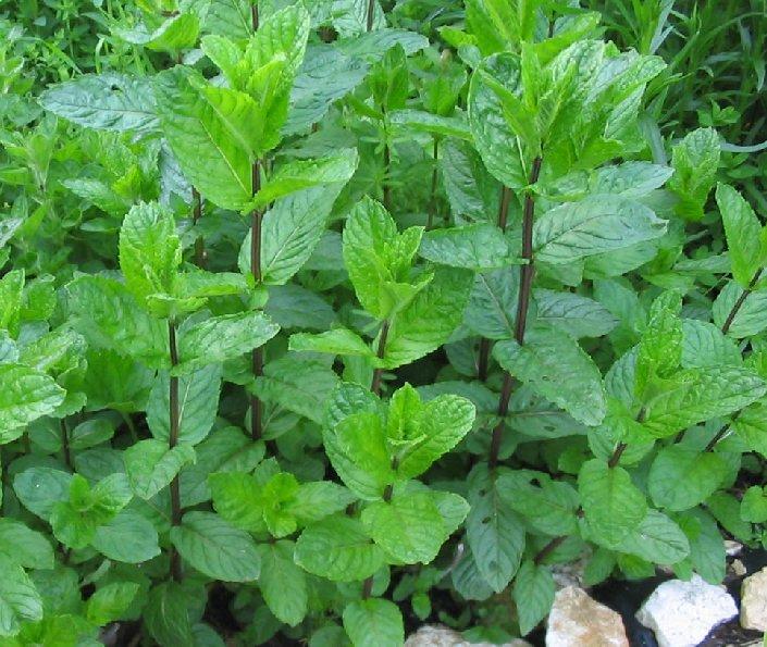 Foto: M�ta Peprn�