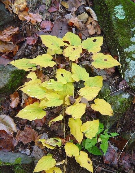 Fotky: Mexick� Divoce Rostouc� Jam (foto, obrazky)