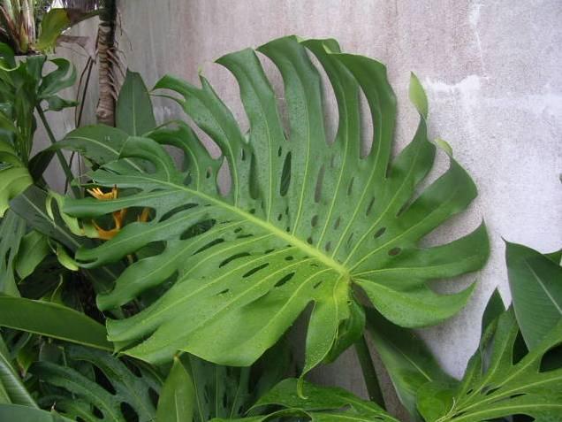 Foto: Monstera