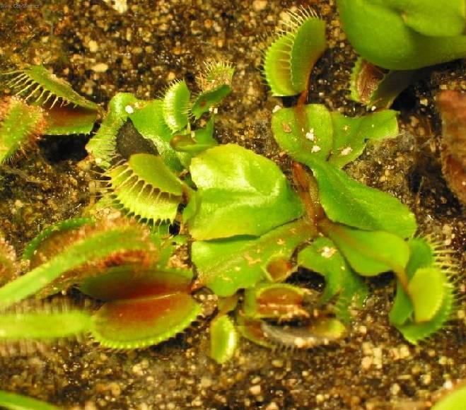 Foto: Mucholapka podivn�