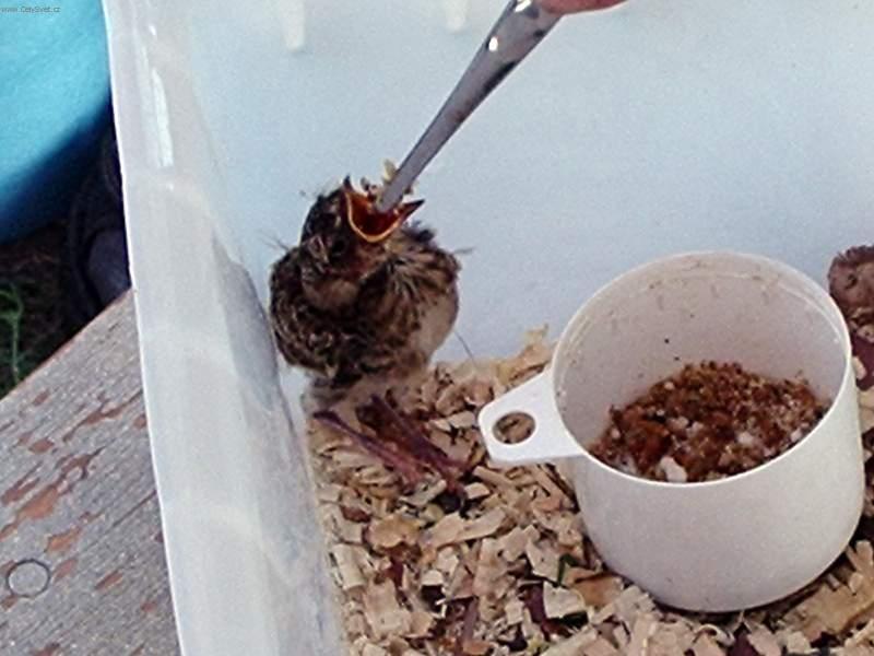 Fotky: Nalezen� pta�� ml��ata ! (foto, obrazky)