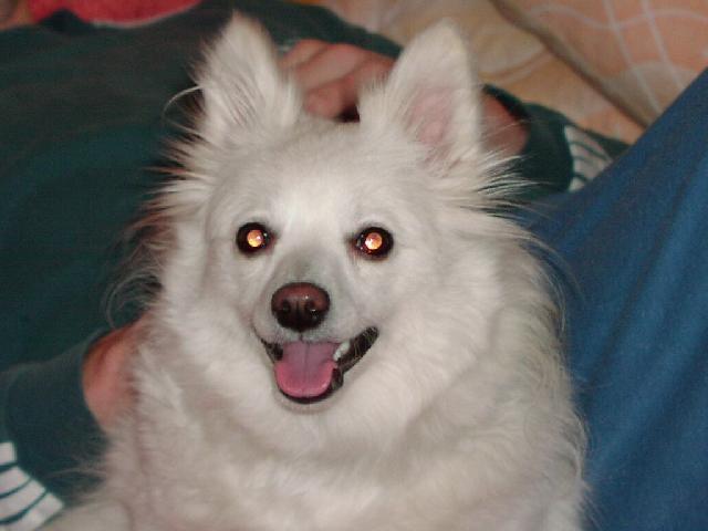 Fotky: N�meck� �pic mal� (foto, obrazky)