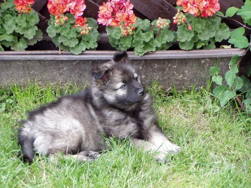 Foto: N�meck� �pic vl��-Majitelka: Zimov�.