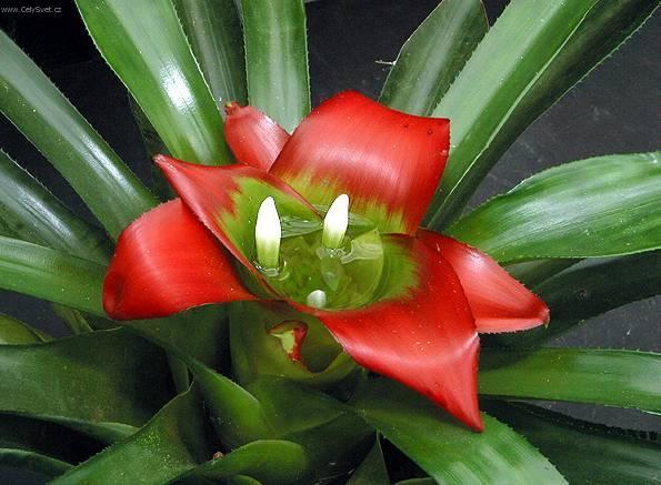 Fotky: Nidul�rium, hn�zdo� (foto, obrazky)