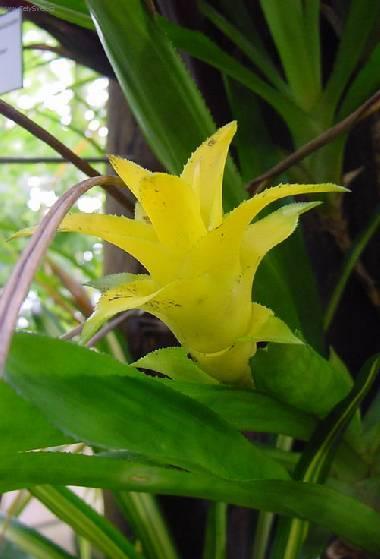 Foto: Nidul�rium, hn�zdo�