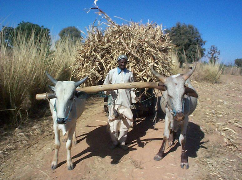 Foto: Nig�rie-Kano