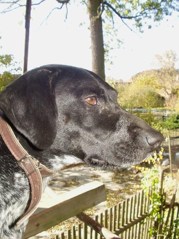 Fotky: Oha�i (foto, obrazky)