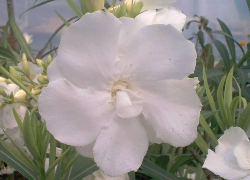 Fotky: Oleandr obecn� (foto, obrazky)