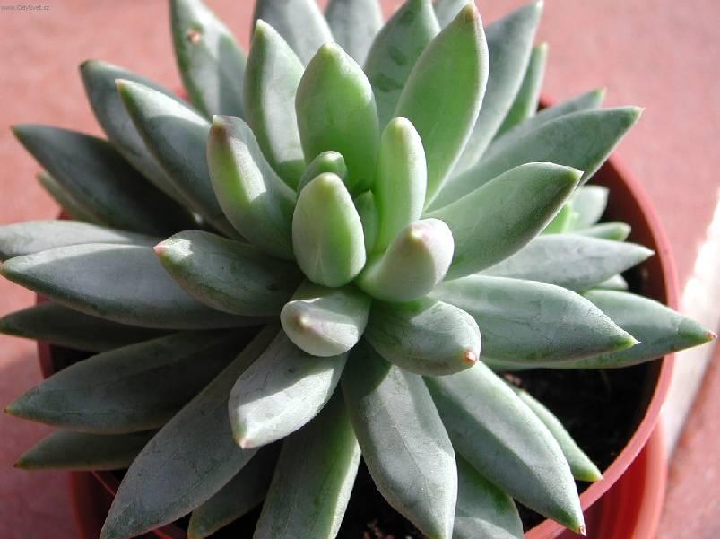 Foto: Pachyphytum