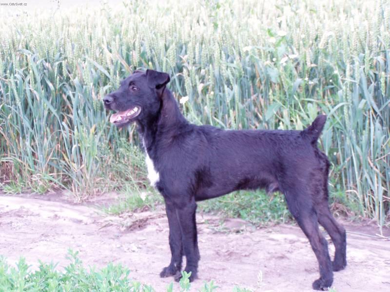 Foto: Patterdale teri�r-Chovatel: Jarvy