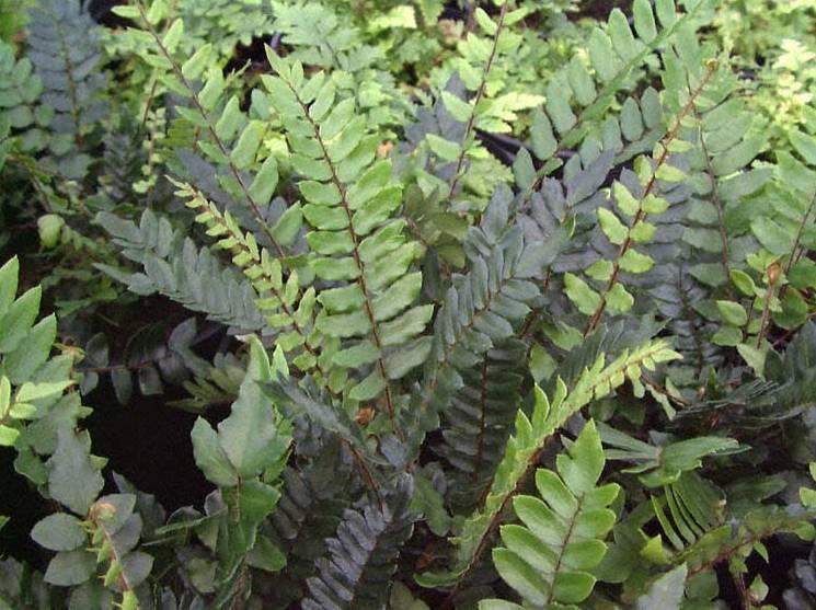 Foto: Pelea knoflikov�