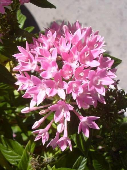 Fotky: Pentas, p�tkovec (foto, obrazky)