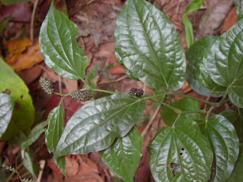 Fotky: Pep�ovn�k (foto, obrazky)