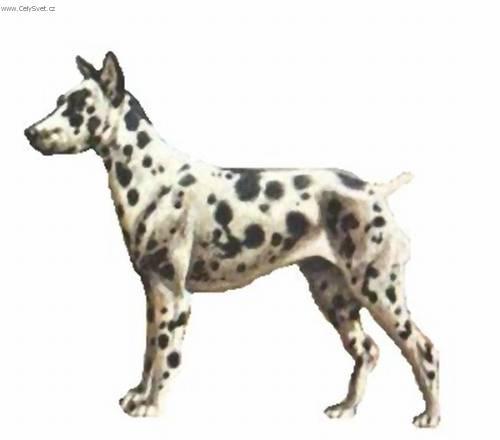 Fotky: Pin�-harlek�n (foto, obrazky)