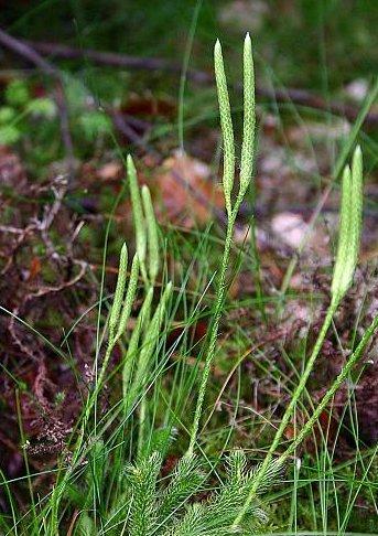 Foto: Plavu� Vidla�ka