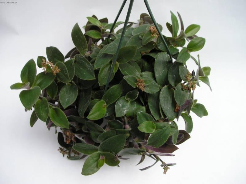 Fotky: Pod�nka, tradeskancie (foto, obrazky)