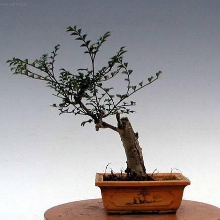 Foto: Pokojov� jasan