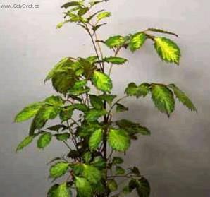 Fotky: St�novka (foto, obrazky)