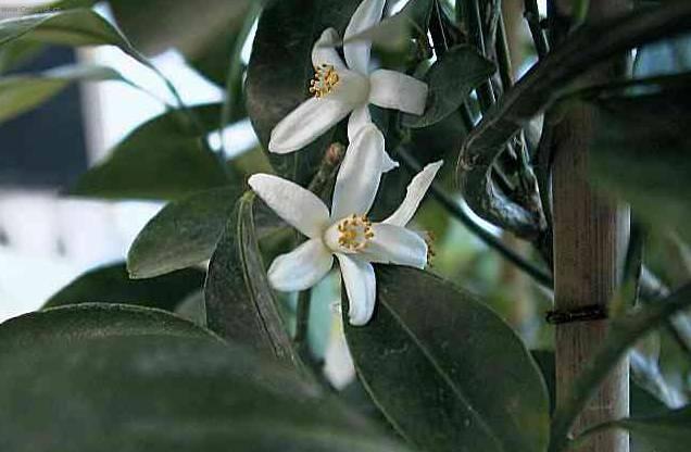 Foto: Pomeran�ovn�k