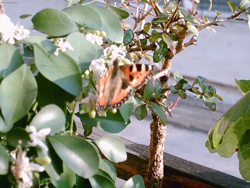 Fotky: Pomeran�ov� jasm�n (foto, obrazky)