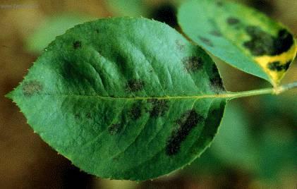 Foto: Pomoc proti nemocem-�ern� houba