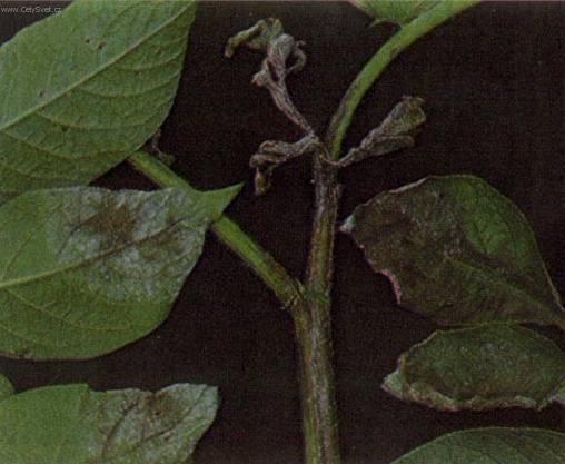 Foto: Pomoc proti nemocem-Phytophtora