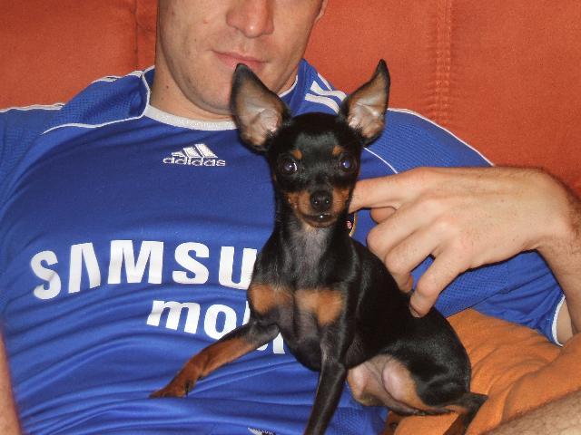 Fotky: Pra�sk� krysa��k (foto, obrazky)