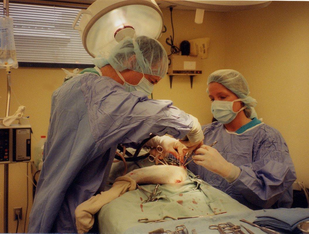 Foto: P�edopera�n� vy�et�en� - pes