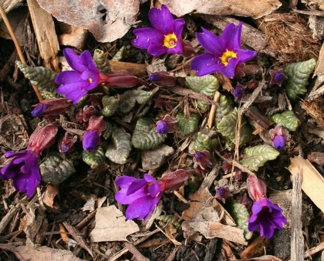 Foto: Prvosenka, primulka