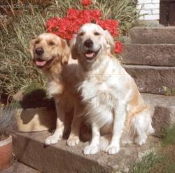 Foto: Ps� modlitba, ps� z�kony, pravidla