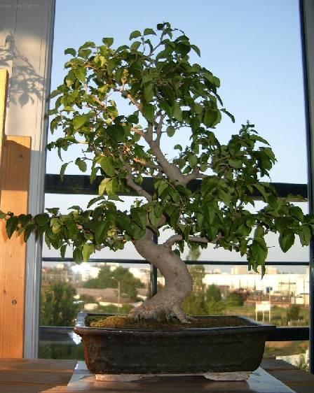 Fotky: Pta�� zob, st�lezelen� ke� (foto, obrazky)