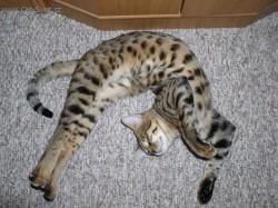 Fotky: Puzzle online: Ko�ky 4 (foto, obrazky)