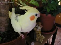 Fotky: Puzzle online: Ostatn� 4 (foto, obrazky)