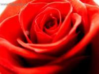 Foto: Puzzle online: Rostlina 2