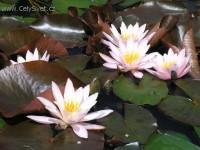 Foto: Puzzle online: Rostlina 3