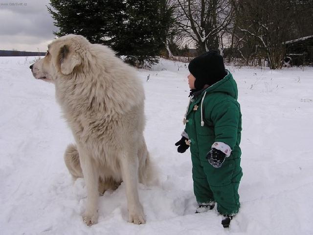 Fotky: Pyrenejsk� horsk� pes (foto, obrazky)
