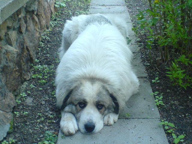 Foto: Pyrenejsk� horsk� pes-Edgar. Majitel: Kyky777. CHS: Almach
