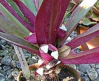 Fotky: Reo mnohobarv� (foto, obrazky)