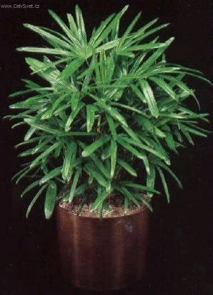 Fotky: Rhapis, palmenka n�zk� (foto, obrazky)