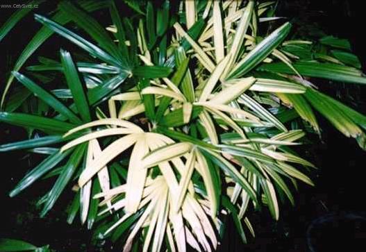 Fotky: Rhapis, palmenka n�zk� (foto, obrazky)