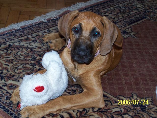 Fotky: Rhod�sk� ridgeback, Rhod�zsk� ridgeback (foto, obrazky)
