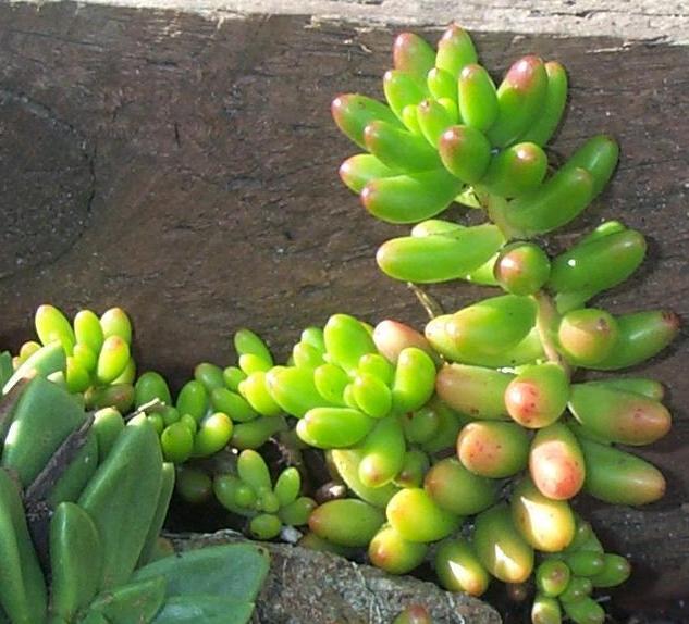 Foto: Rozchodn�k-Sedum rubrotinctum