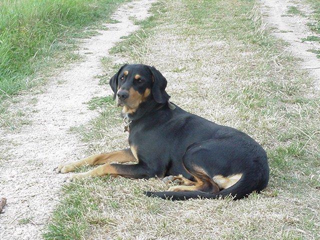 Foto: Sedmihradsk� honi�, Transylv�nsk� honi�-Maros-Szeki Hunor Feki. Majitel: Dhr. Bolla
