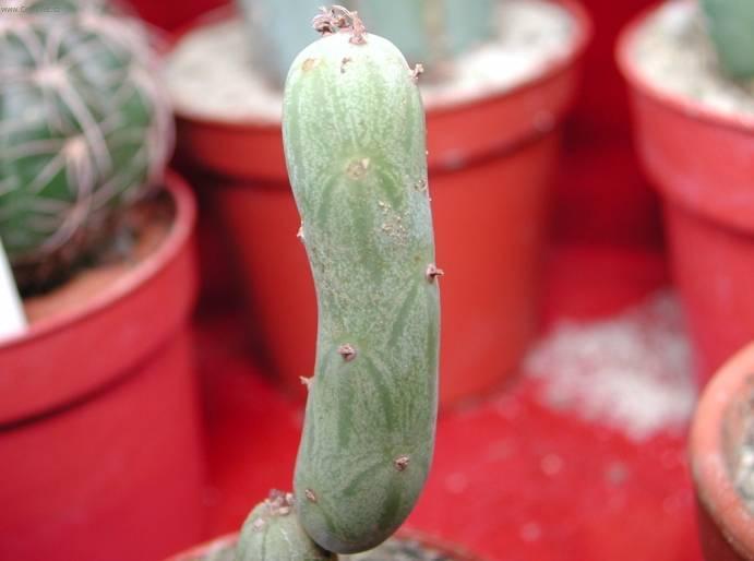 Foto: Seneco articulatus