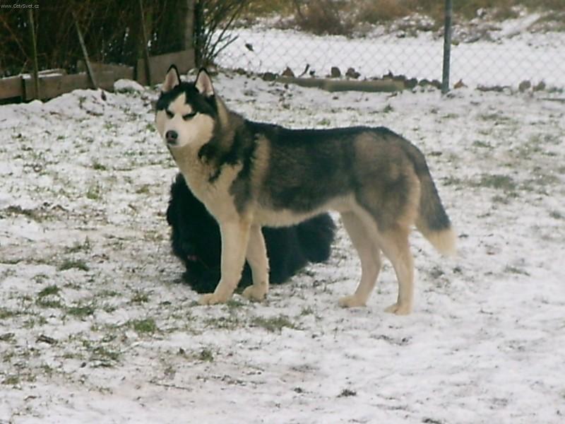 Fotky: Sibi�sk� husky (foto, obrazky)