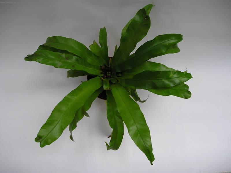 Fotky: Slezin�k (foto, obrazky)