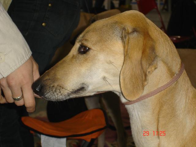 Foto: Sloughi, arabsk� chrt-Sloughi. Majitel: luciellka@centrum.cz